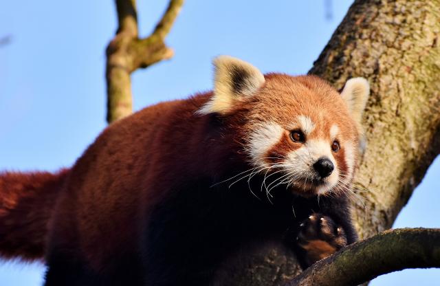 Endangered & Extinct Animals