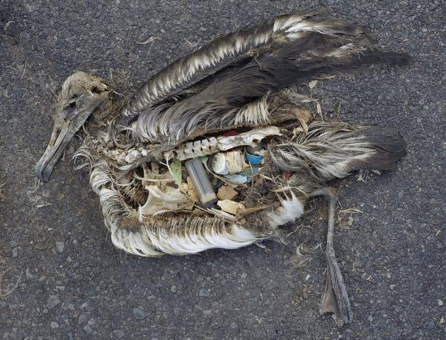 Single-use plastics 