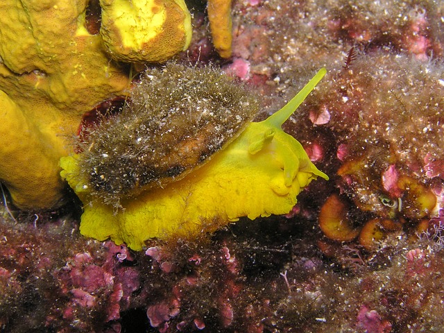Chemistry of Biotoxins: Using Venom to Kill Pain