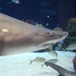 Shark Survival