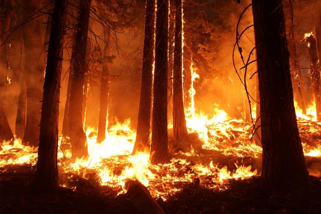 A future with fewer forests